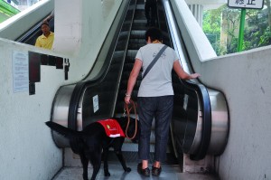 A young guide dog learns to use an escalator in Hong Kong