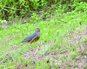 Grey-backed Thrush (Turdus Hortulorum), a winter and spring visitor