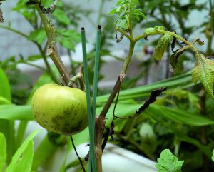 A Four Zero green tomato ripens on the organic farm.