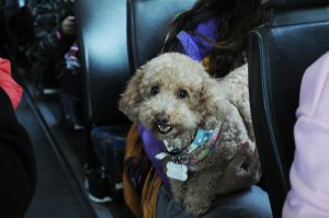 A poodle traveling with its owner on 99bus.